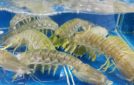 海鲜怎么入口报关？？？？？有哪些注重事项？？？？？